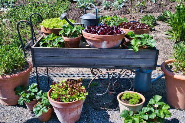istock Potted plants and vegetables in a garden 2167253871