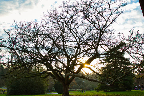 istock Majestic leafless tree silhouetted against a vibrant sunset sky in a serene park setting in Harrogate, North Yorkshire, UK. 2167254935