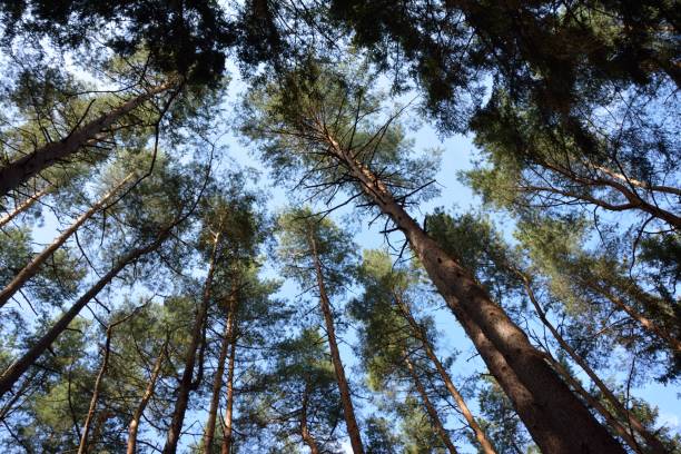 istock View of the treetop 2167255058