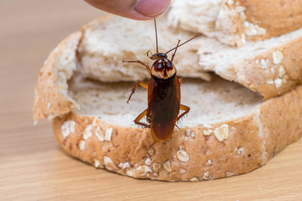 istock Close up of cockroach on a Whole wheat bread 2167255251