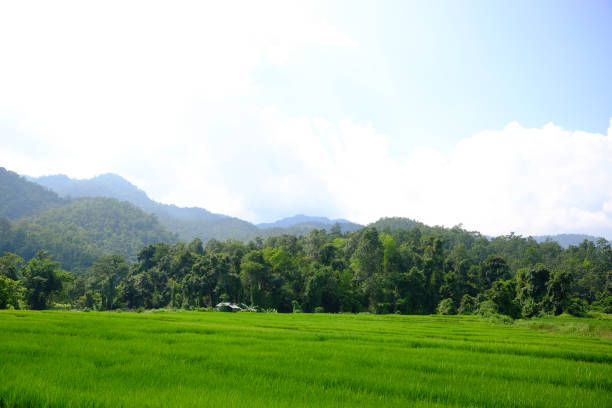 Landscape rice paddy field on mountain in Thailand