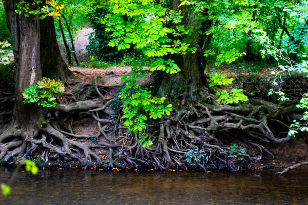 istock Exposed tree roots along a tranquil forest stream, showcasing natural beauty and intricate patterns. 2167256649