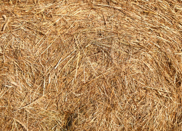 istock dry hay and straw background for a rustic agricultural countryside backdrop 2167257487