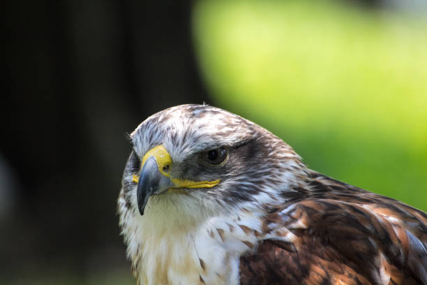 Detail of a buzzard