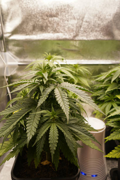 istock Young Cannabis Plants in the Grow Tent 2167257995