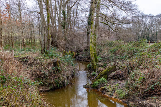istock Tranquil woodland stream surrounded by bare trees and lush undergrowth, reflecting a serene natural landscape. 2167257999