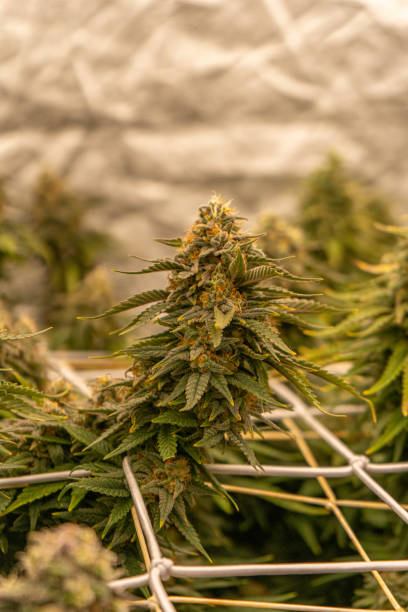 istock Cannabis bud Close-ups. Dense Nugs. 2167258012