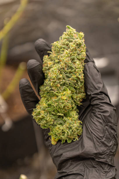 istock Cannabis bud Close-ups. Dense Nugs. 2167258025