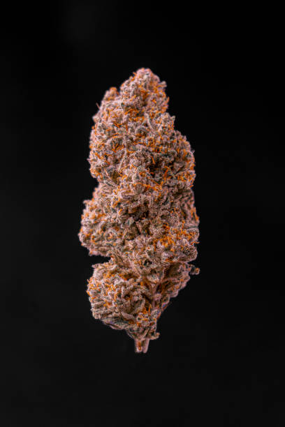 istock Cannabis bud Close-ups. Dense Nugs. 2167258027