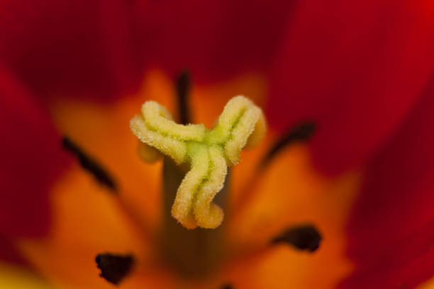 close up of a tulip