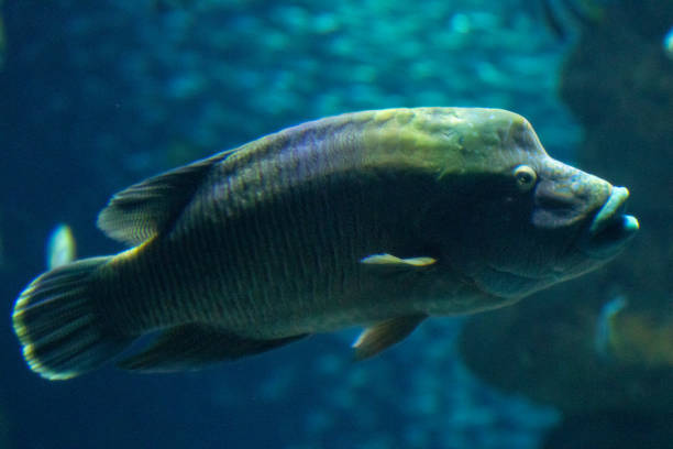 istock Tropical fish swimming in blue aquarium water. 2167258853