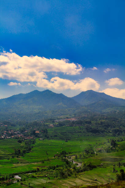 natural scenery of mountains and rice fields