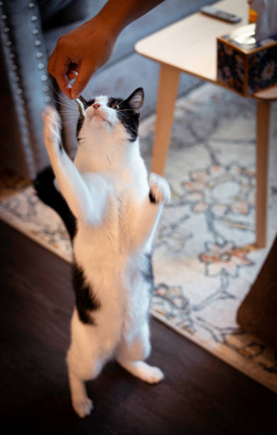 istock cat playing with people to get treat 2167259649