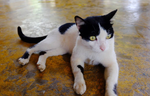 Adorable black and white cat lying on concrete floor
