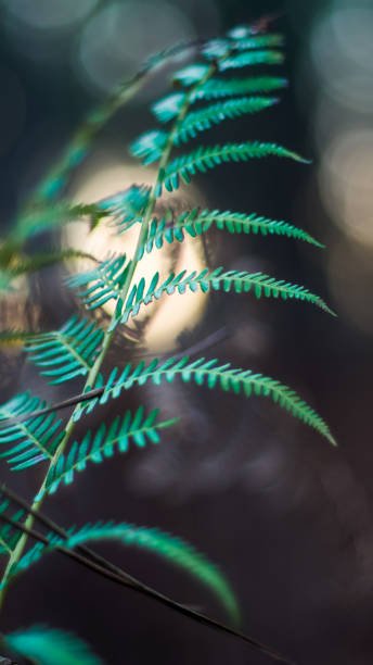 istock Wild ferns at dusk 2167259913