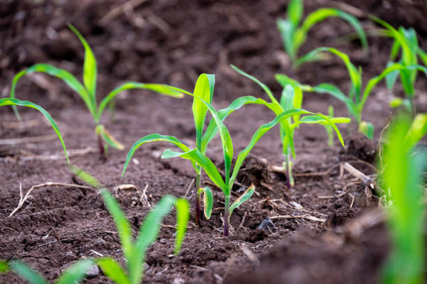 istock Young corn plants growing on the field, corn farm 2167259932