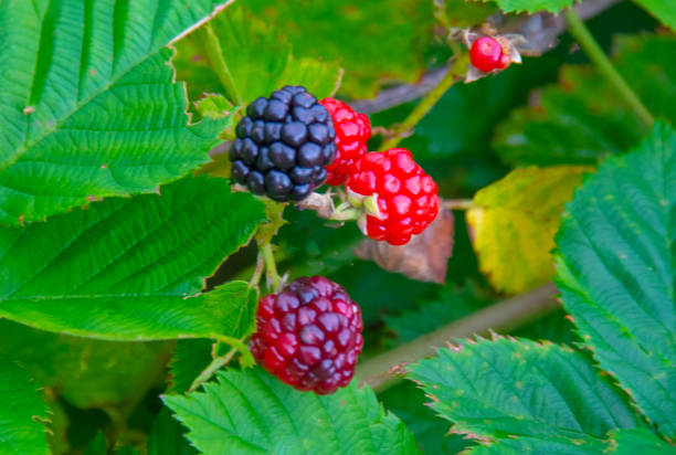 Blackberries ripe for picking-Howard County, Indiana