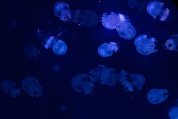 istock Abstract underwater scene with glowing jellyfish floating against a dark blue background. 2167262347