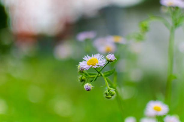 This close-up shot captures a delicate wildflower in full bloom, surrounded by soft, blurred greenery. The yellow center of the flower contrasts beautifully with the light purple petals, creating a peaceful and natural scene. The bokeh effect in the background enhances the focus on the flower, highlighting its gentle beauty.
