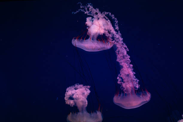 istock Graceful jellyfish swimming with tentacles trailing in a deep blue underwater scene illuminated by soft pink and purple lighting. 2167263531