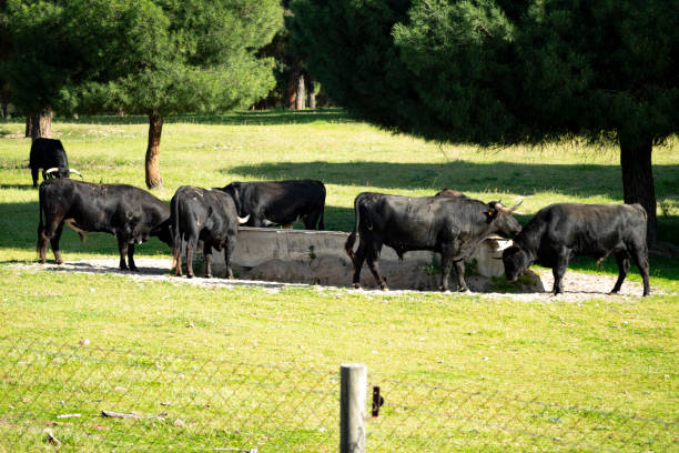 Brave bulls eat in the open-air cattle ranch, Valladolid - Spain