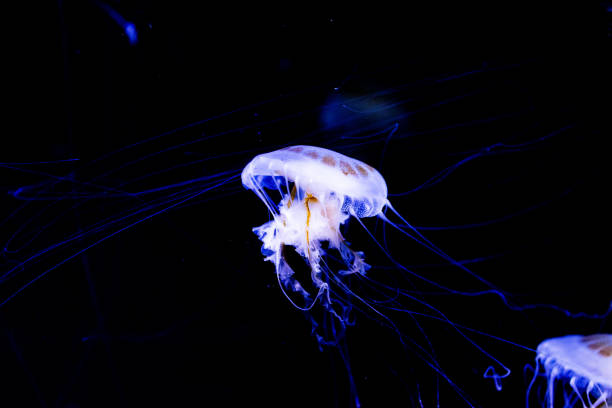 Ethereal jellyfish with translucent tentacles floating in a dark blue oceanic backdrop.