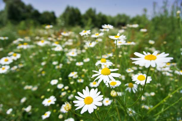 istock daisies in the meadow close-up 2167266059