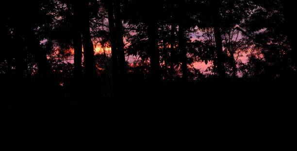 istock Colorful sunrise seen through a dark forest 2167266511