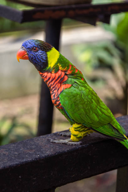 istock Rainbow Lorikeet at Kuala Lumpur BirdPark 2167266575
