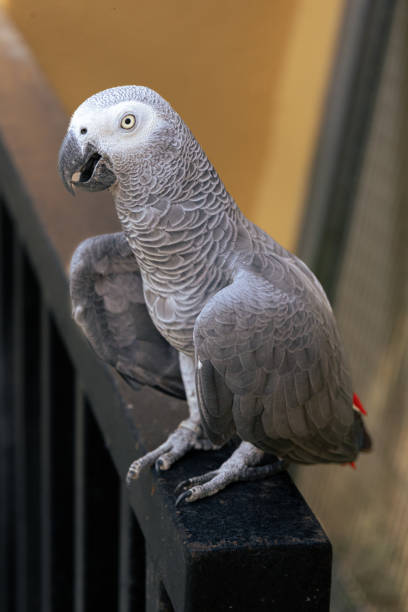 istock African Grey Parrot Psittacus erithacus in Birdpark 2167266614