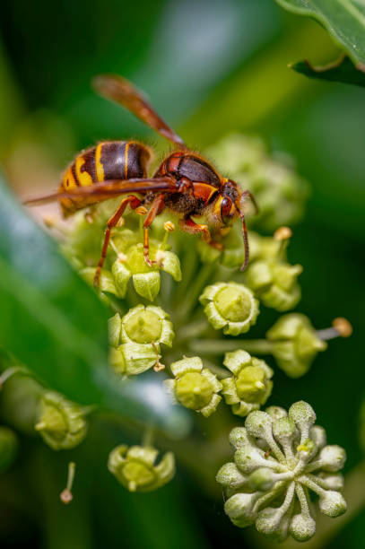istock Close up from a hornet on ivy blossoms. 2167266775
