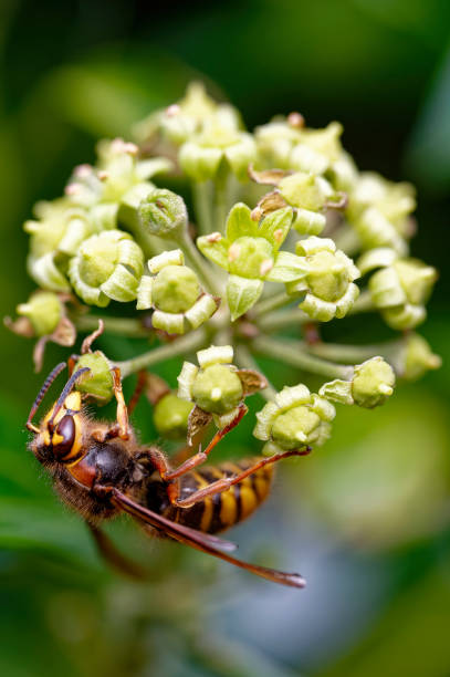 istock Close up from a hornet on ivy blossoms. 2167266823