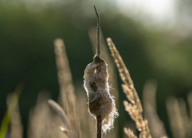 Backlit reed mace flower at Gosforth Park Nature Reserve