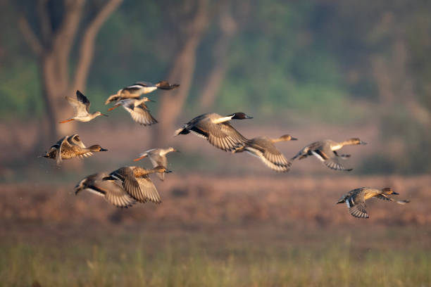istock Flock of ducks flying 2167268033