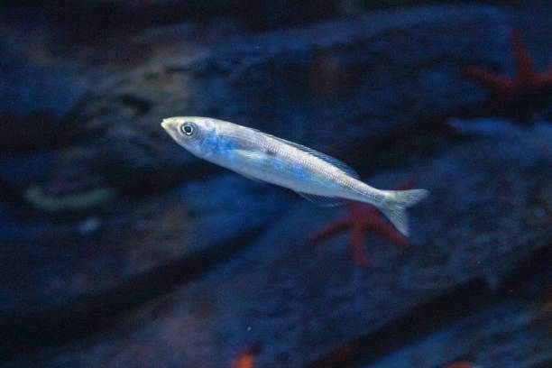 istock Single small fish swimming in a serene blue aquarium environment with subtle lighting and dark background. 2167269838