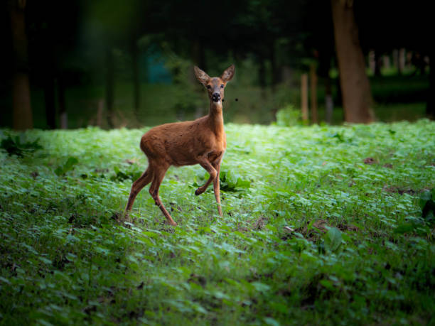 istock Young deer on a field lookiong at the camera 2167270725