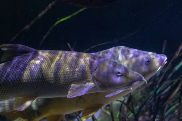 istock Two fish swimming in dark underwater scenery with a focus on their patterns and textures. 2167270752