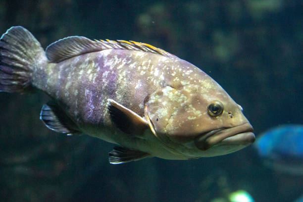 istock A grouper fish swimming in a blue underwater environment. 2167271081