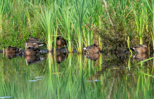 Mallards resting in early morning light amongst reeds at Gosforth Park Nature Reserve