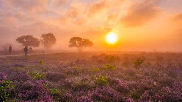 istock Experience the enchanting blooming heather fields at sunset in Veluwe Zuiderheide, Netherlands 2167271764