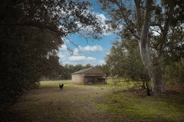 tranquil rural landscape, small ranch or farmstead surrounded by eucalyptus trees and olive trees. Dog in the foreground standing on the grass