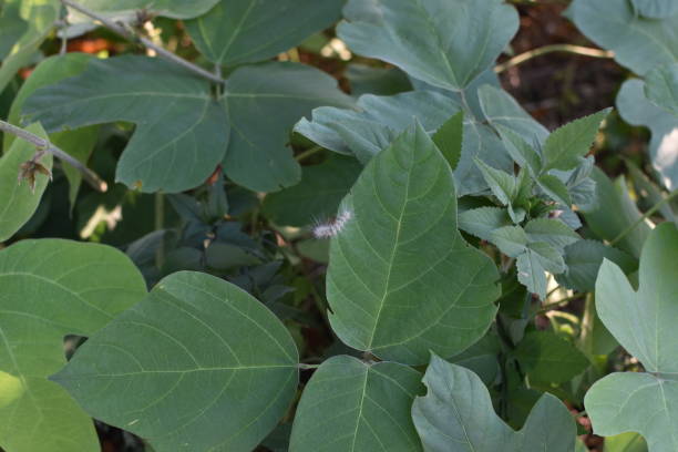 istock Kudzu leaves and small caterpillars 2167272119