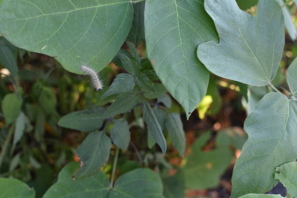 istock Kudzu leaves and small caterpillars 2167272151