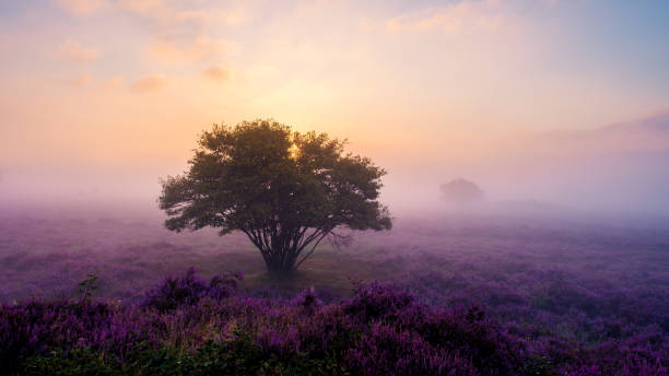 istock Blooming heather fields illuminated by sunrise mist in Veluwe Zuiderheide, Netherlands 2167272198