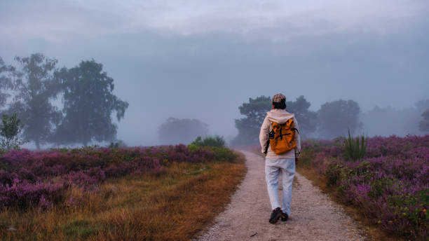 istock Exploring the vibrant heather fields of Veluwe Zuiderheide in tranquil morning light 2167272204