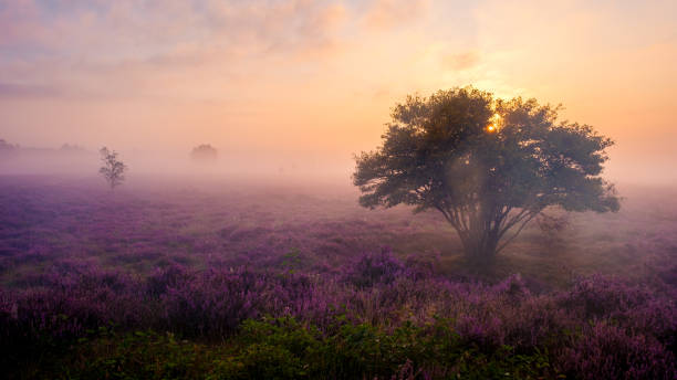 istock Blooming heather fields at sunrise in Veluwe Zuiderheide, Netherlands 2167272221