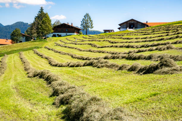 Cattle Pasture in Austrian Alps