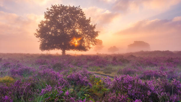 istock A stunning sunrise over blooming heather fields in Veluwe Zuiderheide, Netherlands 2167273284