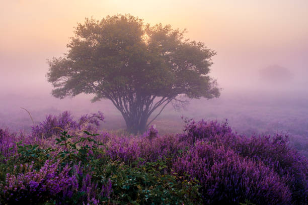 istock Experience the enchanting blooming heather fields at Veluwe Zuiderheide, Netherlands 2167273289