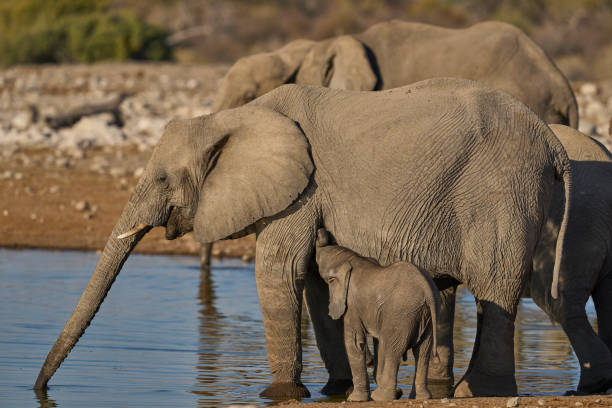 istock Elephant calf at a waterhole 2167274274